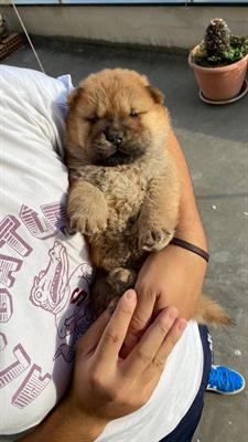 ULTIMO CHOW CHOW