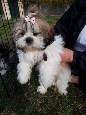 Shih-tzu - Cucciola Shih-tzu tricolore di 2 mesi