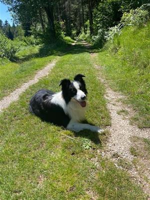 Cerco femmina di Border Collie