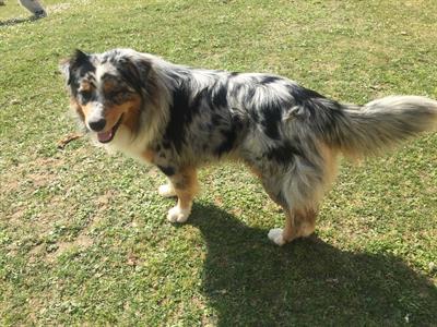 Maschio pastore australiano con pedigree