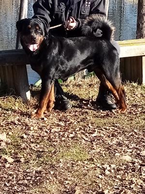 Thor e Kira: due giovanissimi rottweiler puri