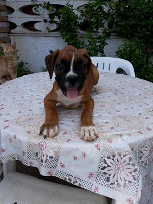 Allevatore cani di razza Boxer in Puglia