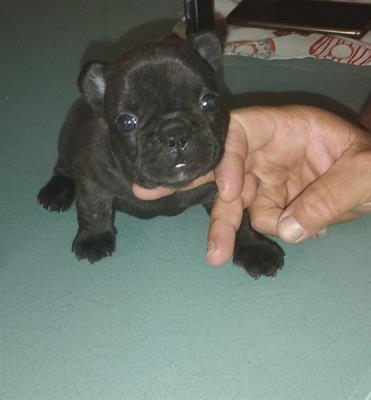 Bulldog francese - Foto 2