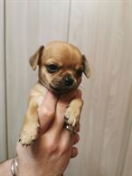 Foto 4 Cuccioli di Razza Chihuahua disponibili