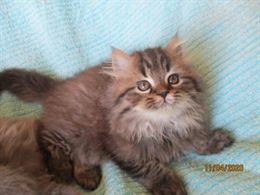 Foto 3 Favolosi Cuccioli Persiani, a pelo lungo