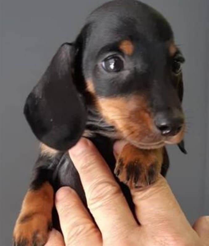 Bassotto kaninchen cucciolo