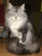 Foto 2 Cuccioli MaineCoon