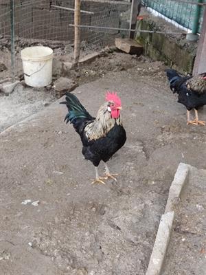 Chicchirinielli