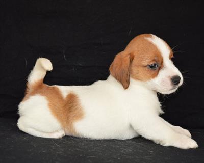 Jack Russell Terrier - Cuccioli Altamente Selezionati, modello B - Foto 2