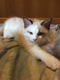 Foto 4 Polly Browny dolcissime cucciole Ragdoll