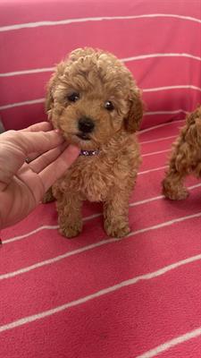 Cuccioli di barboncino mini toy