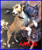 AMOS buonissimo e affettuoso carattere meraviglioso