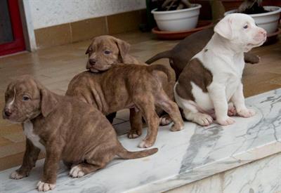 Pitbull red nose