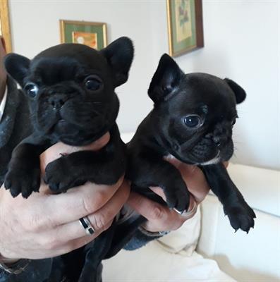 Cucciolo di Bulldog Francese nero - Anteprima 1