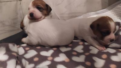 Cuccioli di jack russel puri - Foto 3