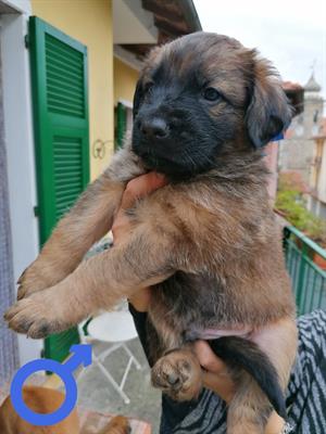 Cuccioli disponibili