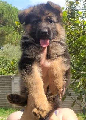 CUCCIOLI PASTORE TEDESCO