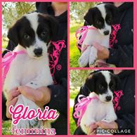Cuccioli in adozione, taglia media - Anteprima 1
