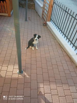 Border Collie - Anteprima 6