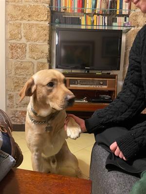 Labrador femmina - Foto 3