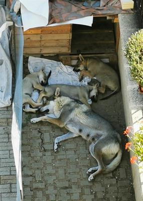 Cuccioli di cane lupo cecoslovacco