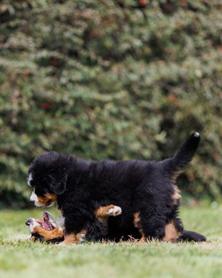 Cuccioli Bovaro del Bernese - Foto 5