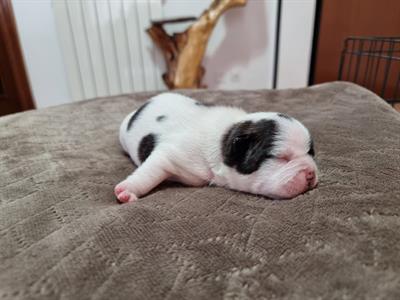 Cuccioli Bouledogue Francese, genitori visibili - Foto 5
