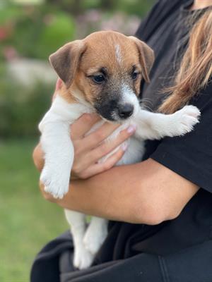 Jack russell terrier, genitori visibili - Foto 4