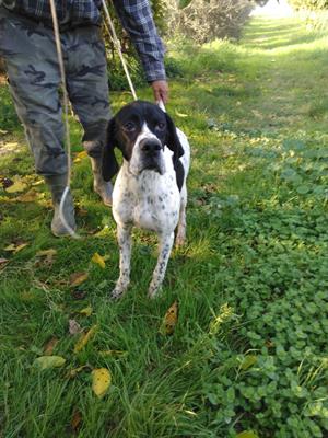 Pointer Inglese