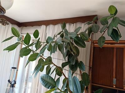 PIANTA DI FICUS - Foto 6