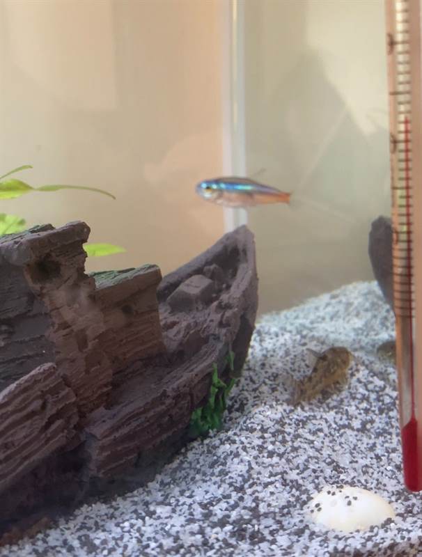 Acquario completo con piante e pesci - Teramo - Abruzzo