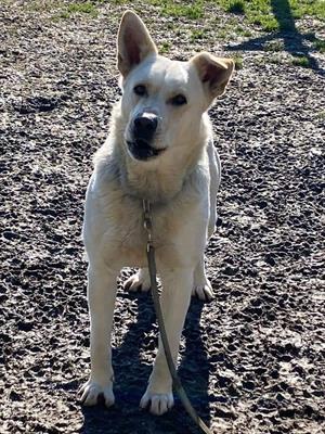 DOTTO simil labrador tornato in canile dopo una settimana d