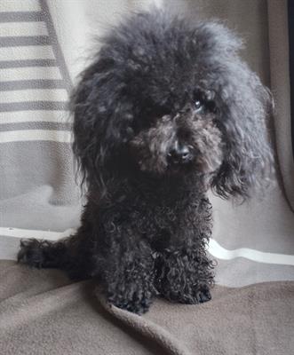 Barboncino maschio minitoy