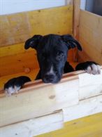 Cucciola di Bandog Pitbull+Corso