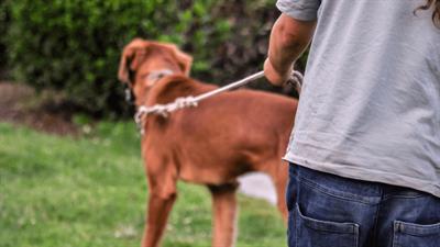 Pet sitter ad Olgiate Comasco su Misura per te - Foto 5