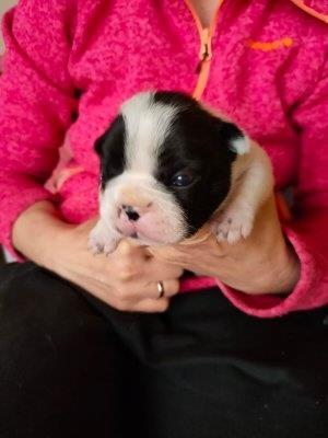 Cucciolo di bouledogue francese