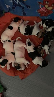 Jack russel maschi