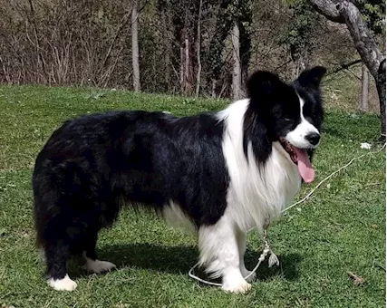 Cuccioli Border Collie - Foto 5