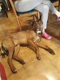 Tobia Cerca Casa al Piu Presto