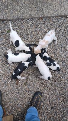 Cuccioli di pointer inglese - Foto 3
