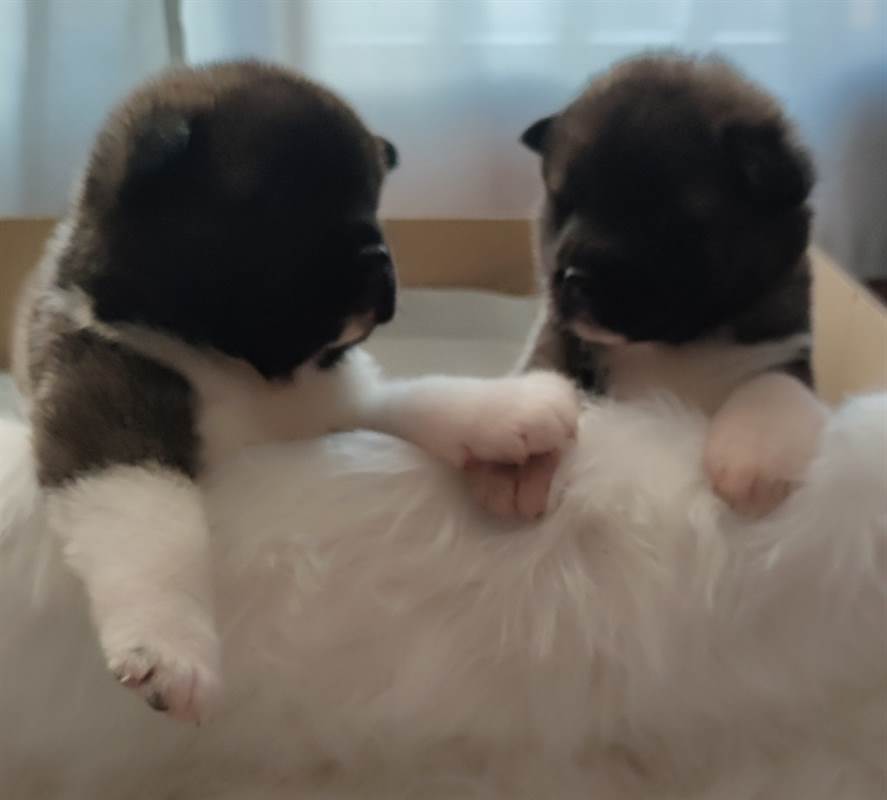 Foto 6Cuccioli akita americano