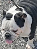Foto 2 Bulldog Inglese maschio