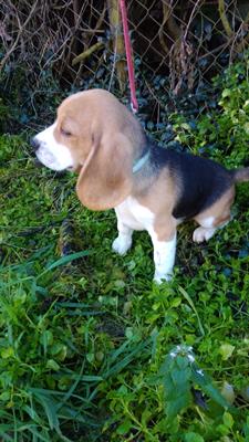 Cuccioli Razza Beagle - Anteprima 1