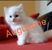 Foto 4 Gattini Persiani 3 mesi