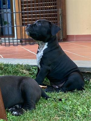American Bully pocket