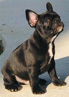 Bulldog francese