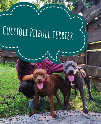 Cuccioli di Pitbull terrier