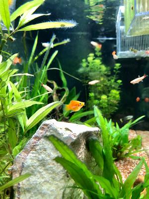 Pesci guppy e platy