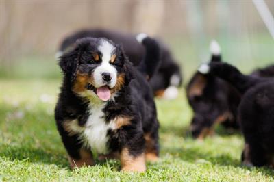 Cuccioli Bovaro del Bernese - Foto 3