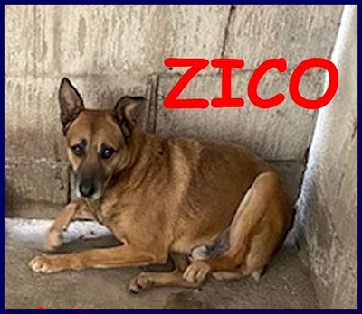 ZICO povero lupacchiotto rimasto